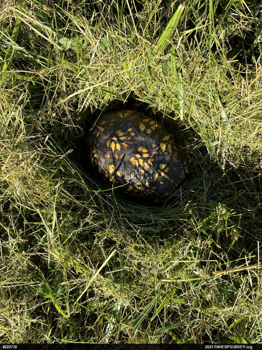 Eastern Box Turtle