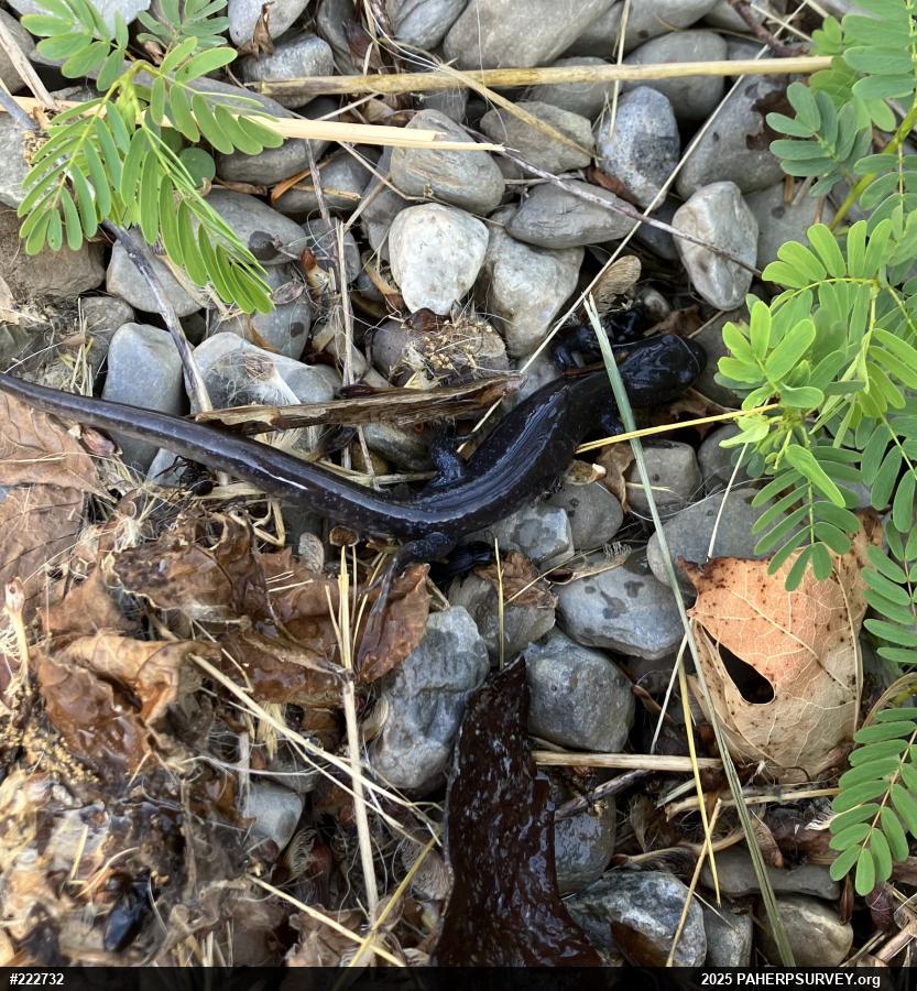 Jefferson Salamander