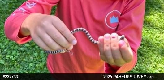 Eastern Milksnake
