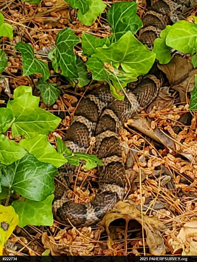 Eastern Milksnake