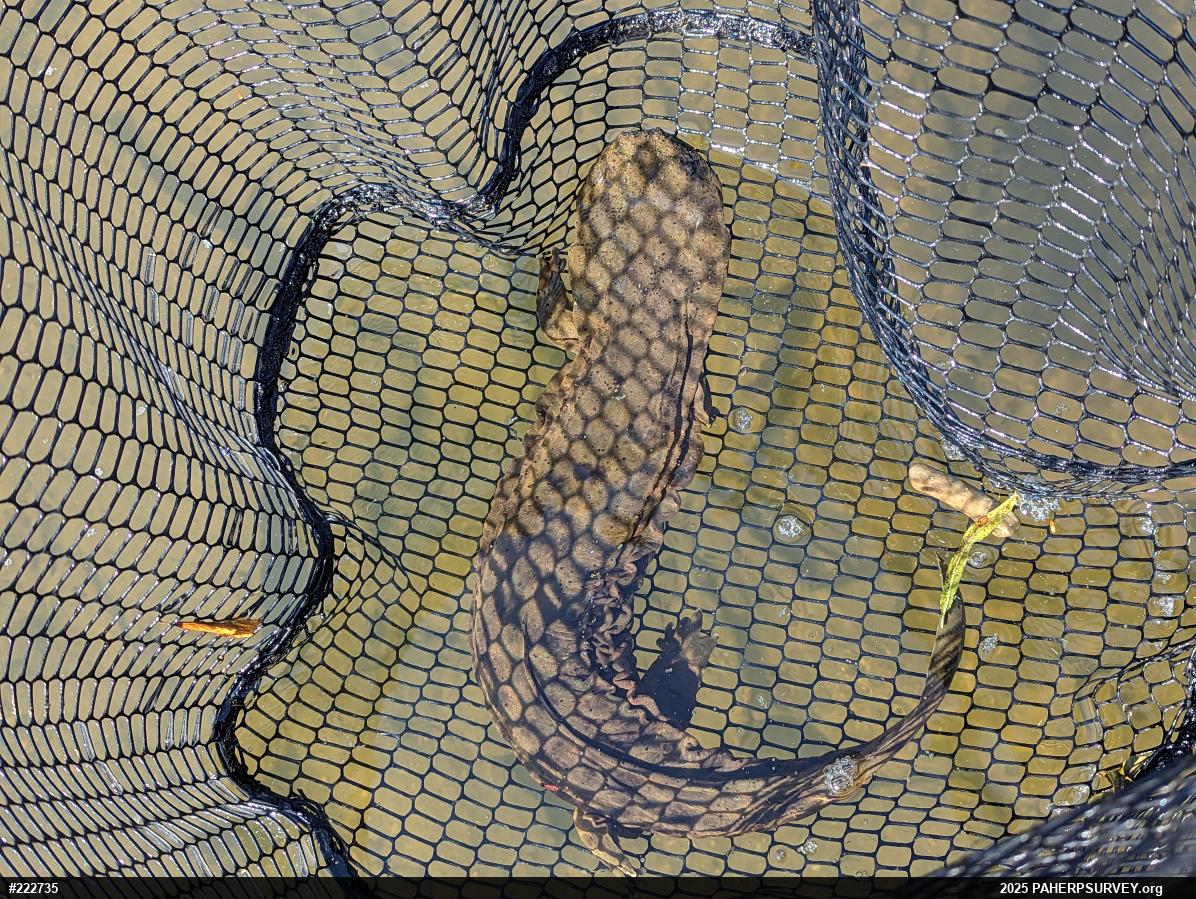 Eastern Hellbender