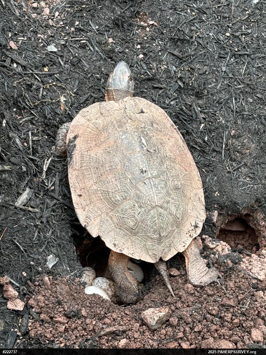 Wood Turtle