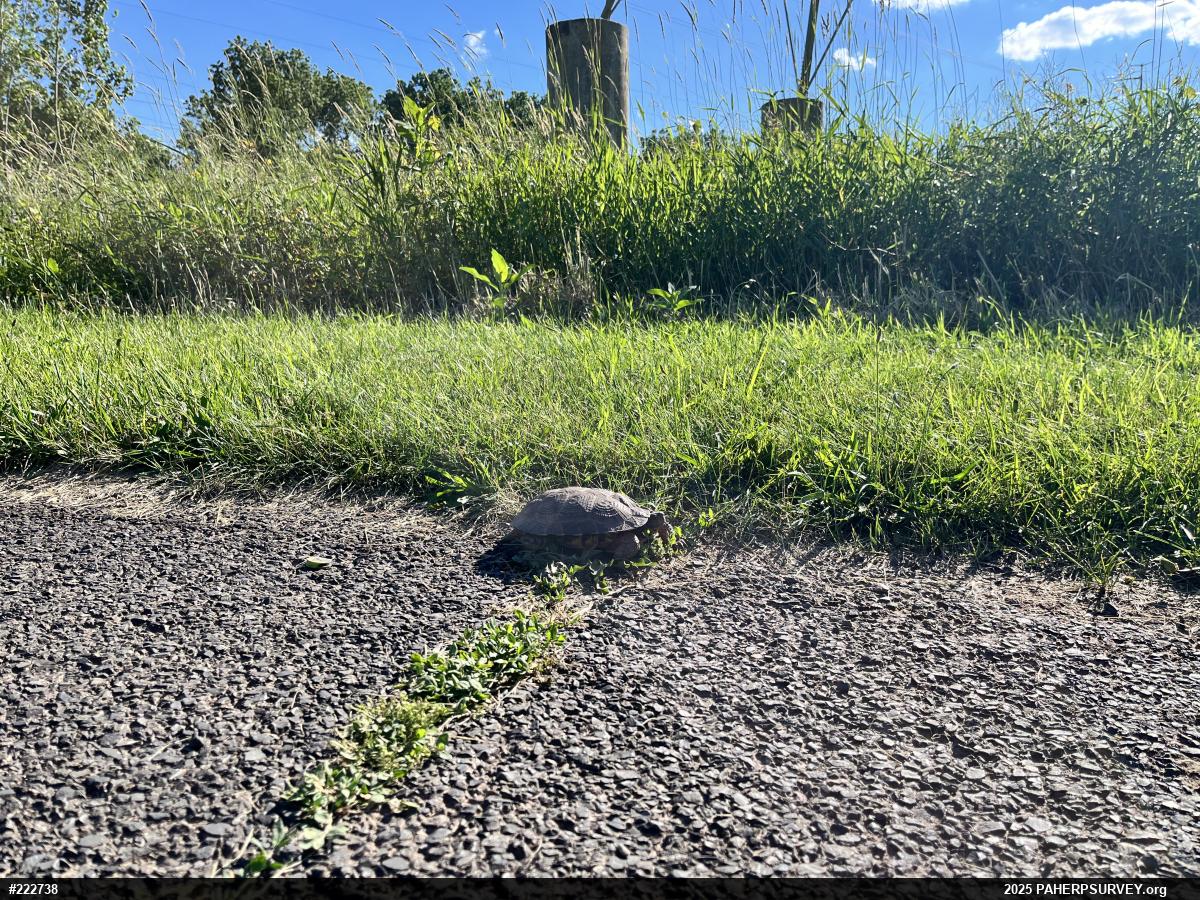 Wood Turtle