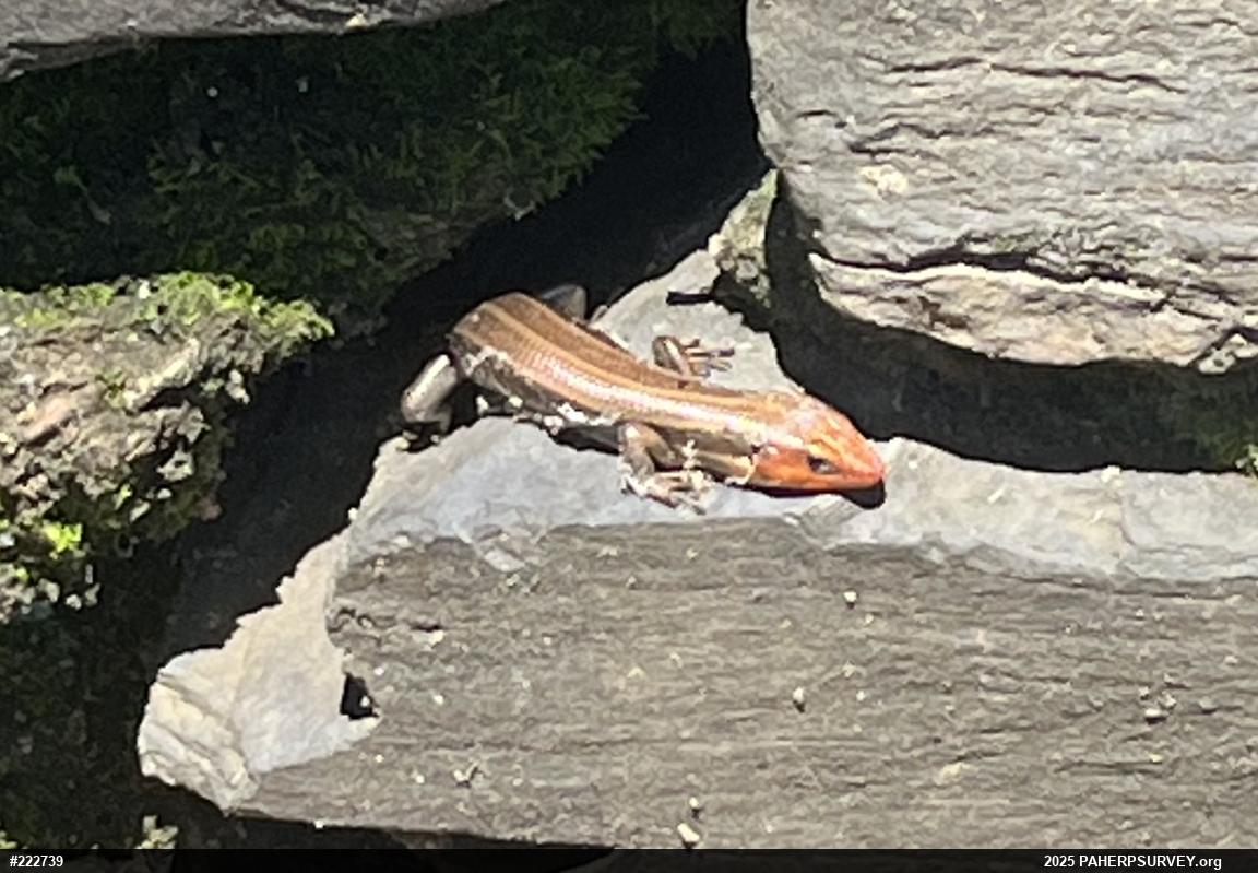 Broad-headed Skink
