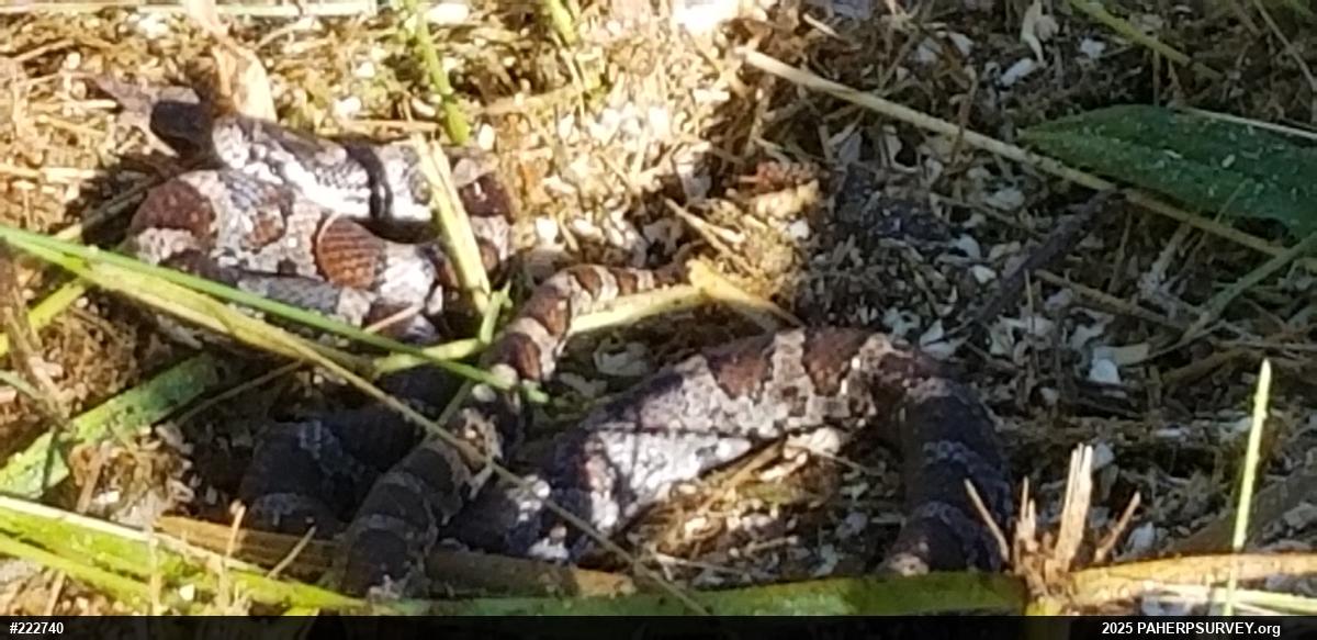 Eastern Milksnake