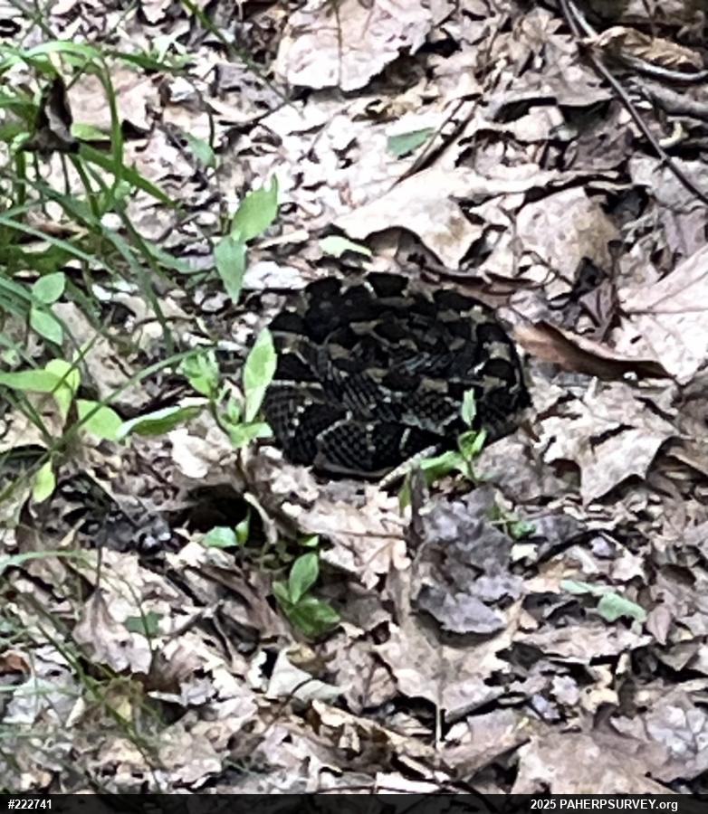 Timber Rattlesnake