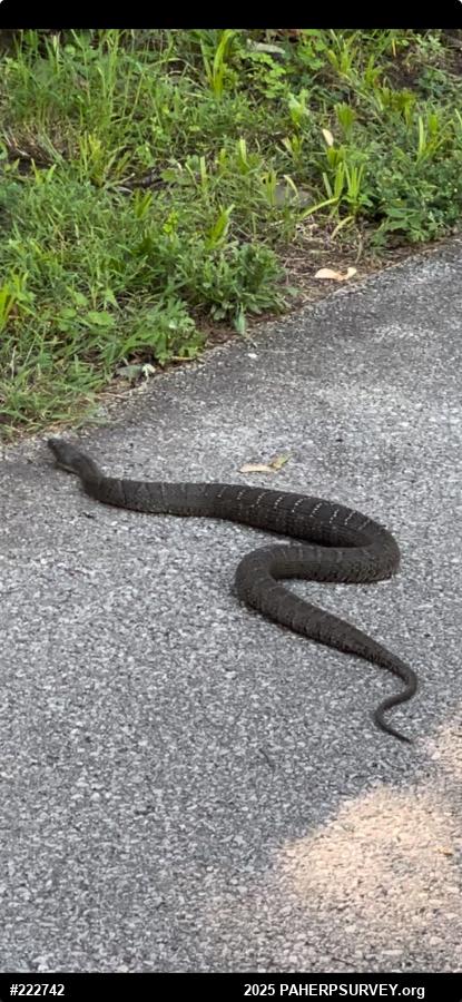 Northern Watersnake
