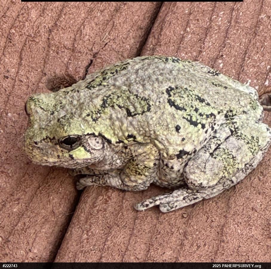 Unknown Gray Treefrog