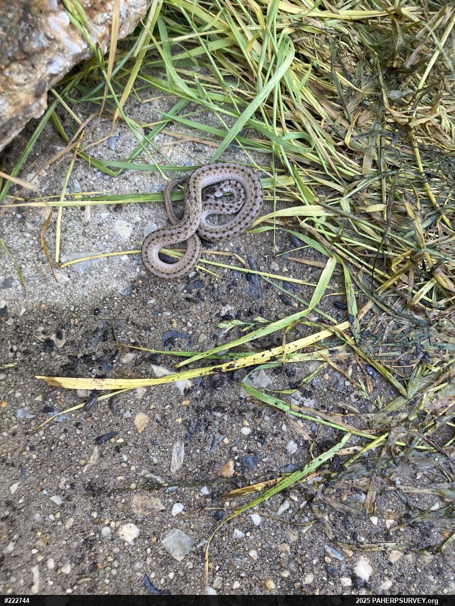 Dekay's Brownsnake
