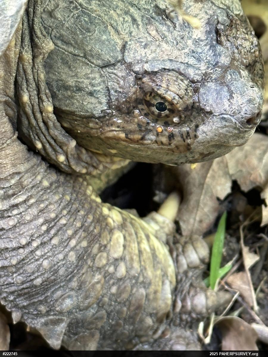 Snapping Turtle