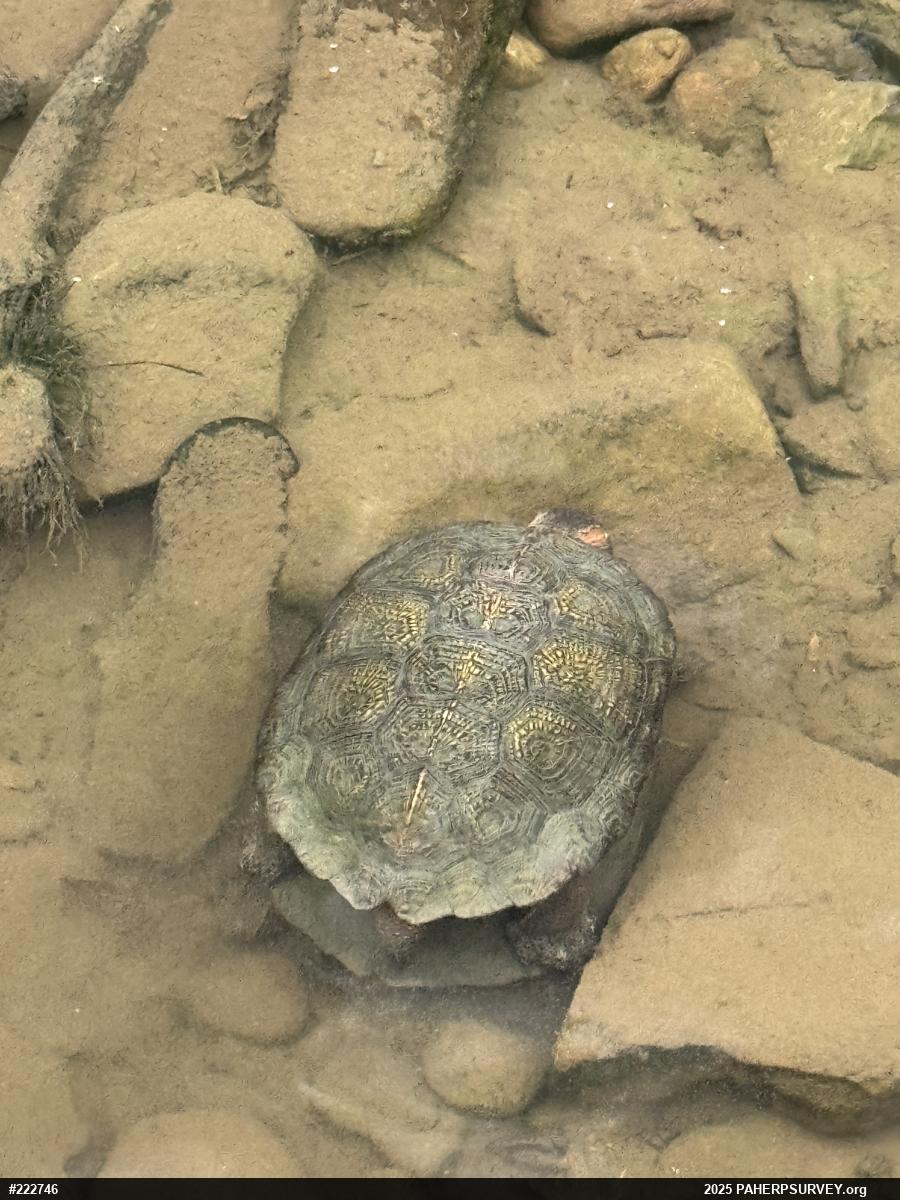 Wood Turtle