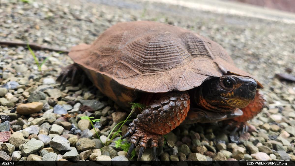 Wood Turtle