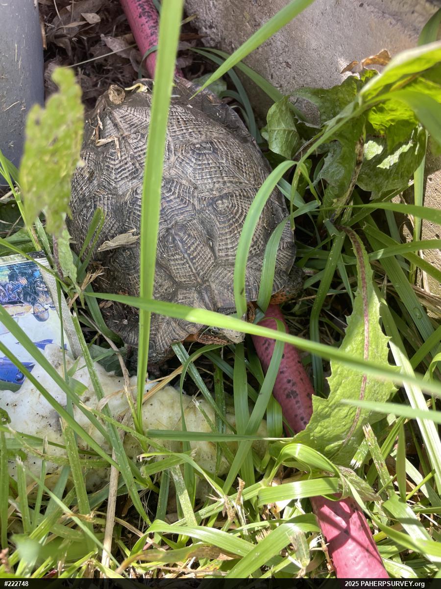 Wood Turtle