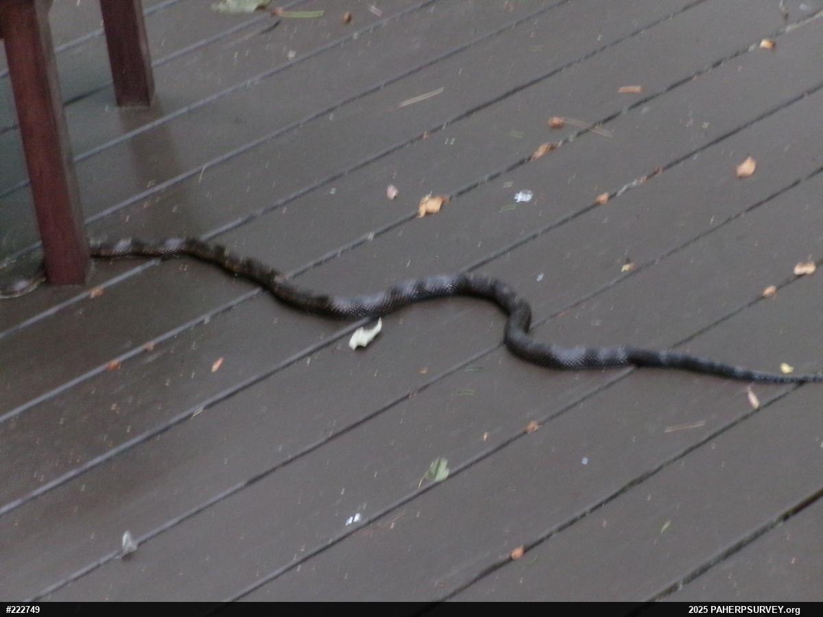 Eastern Ratsnake
