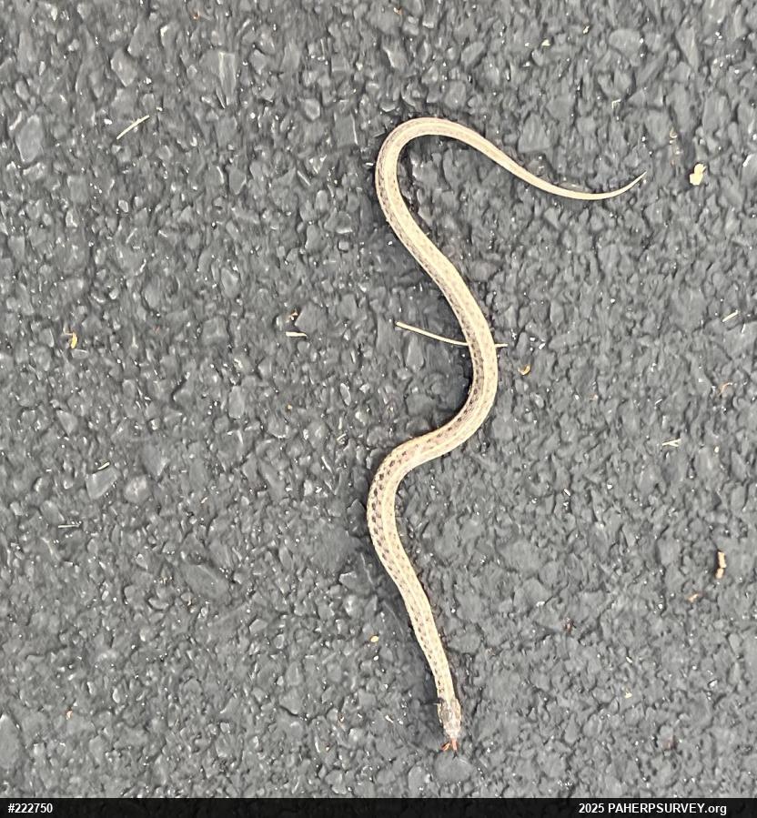 Eastern Gartersnake