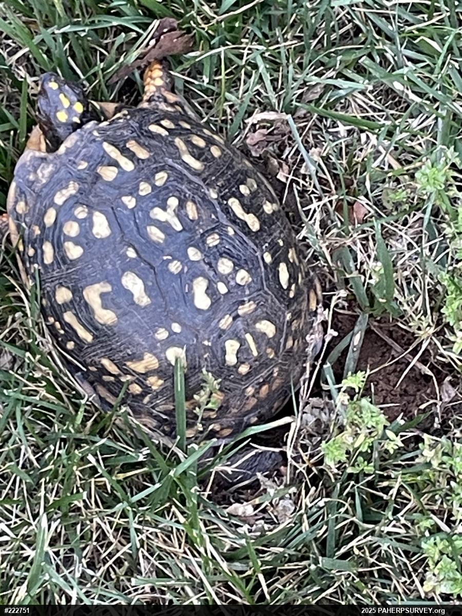 Eastern Box Turtle