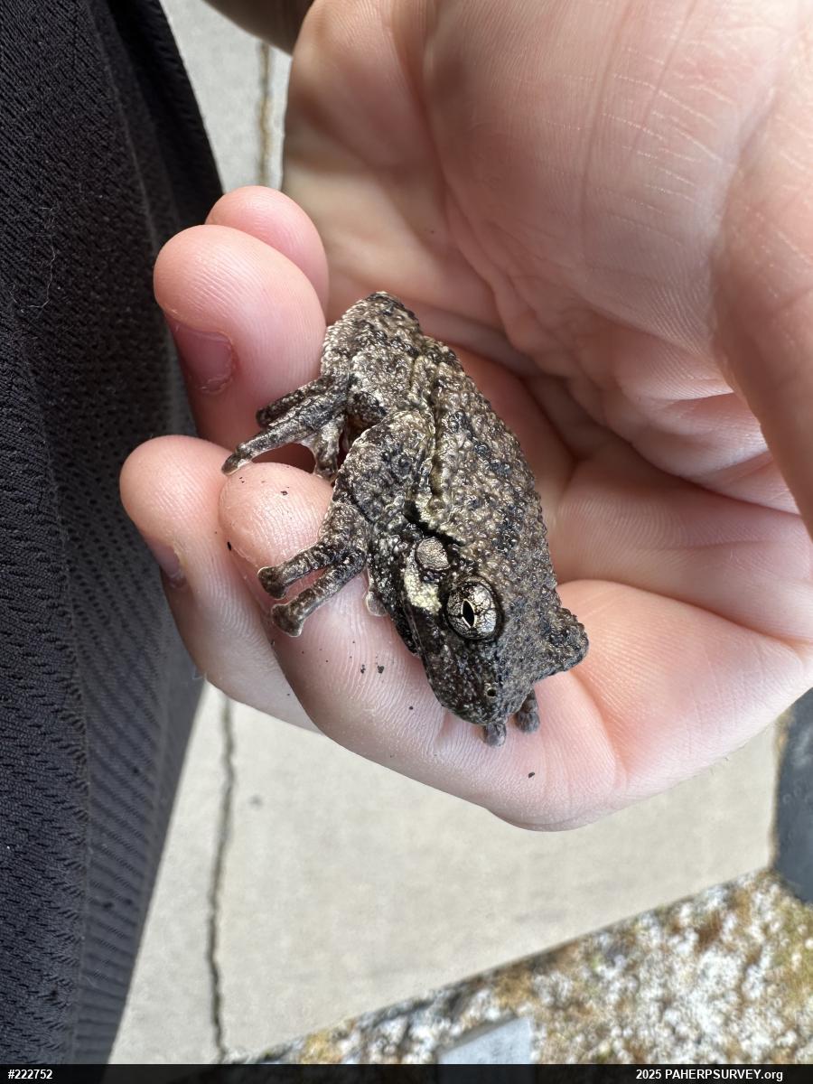 Unknown Gray Treefrog