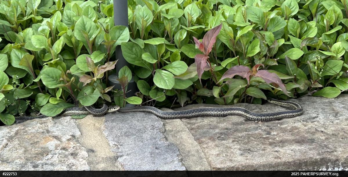 Eastern Gartersnake