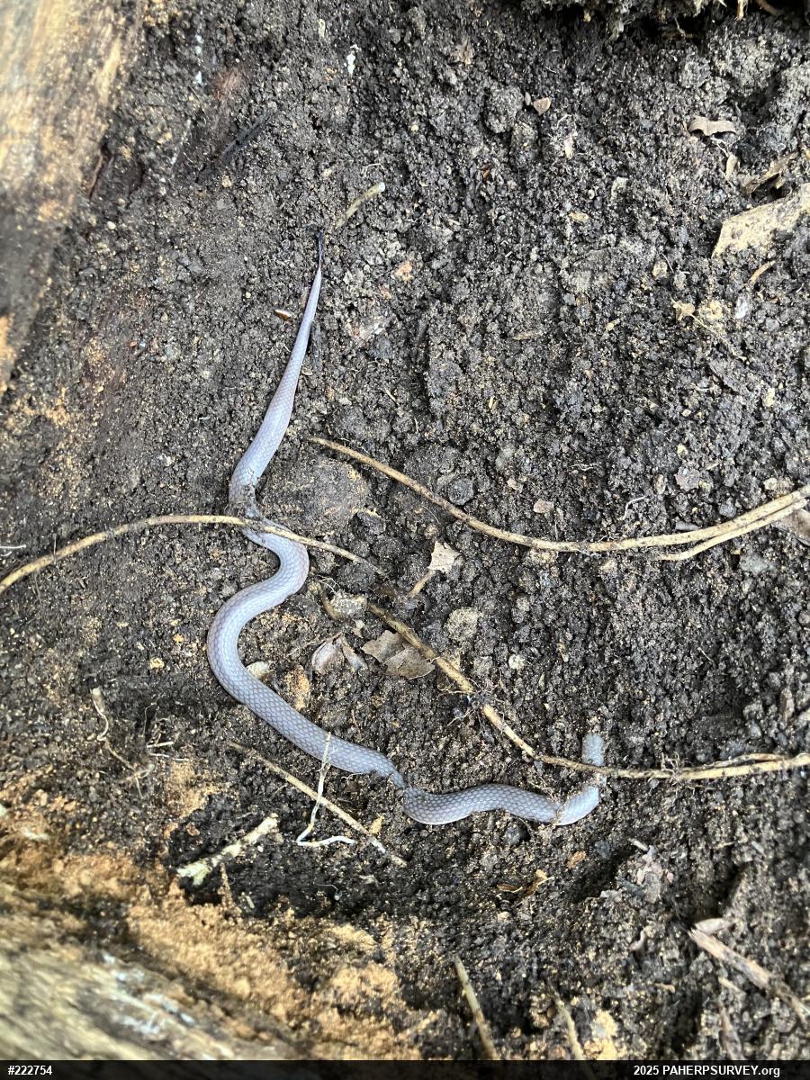 Eastern Wormsnake