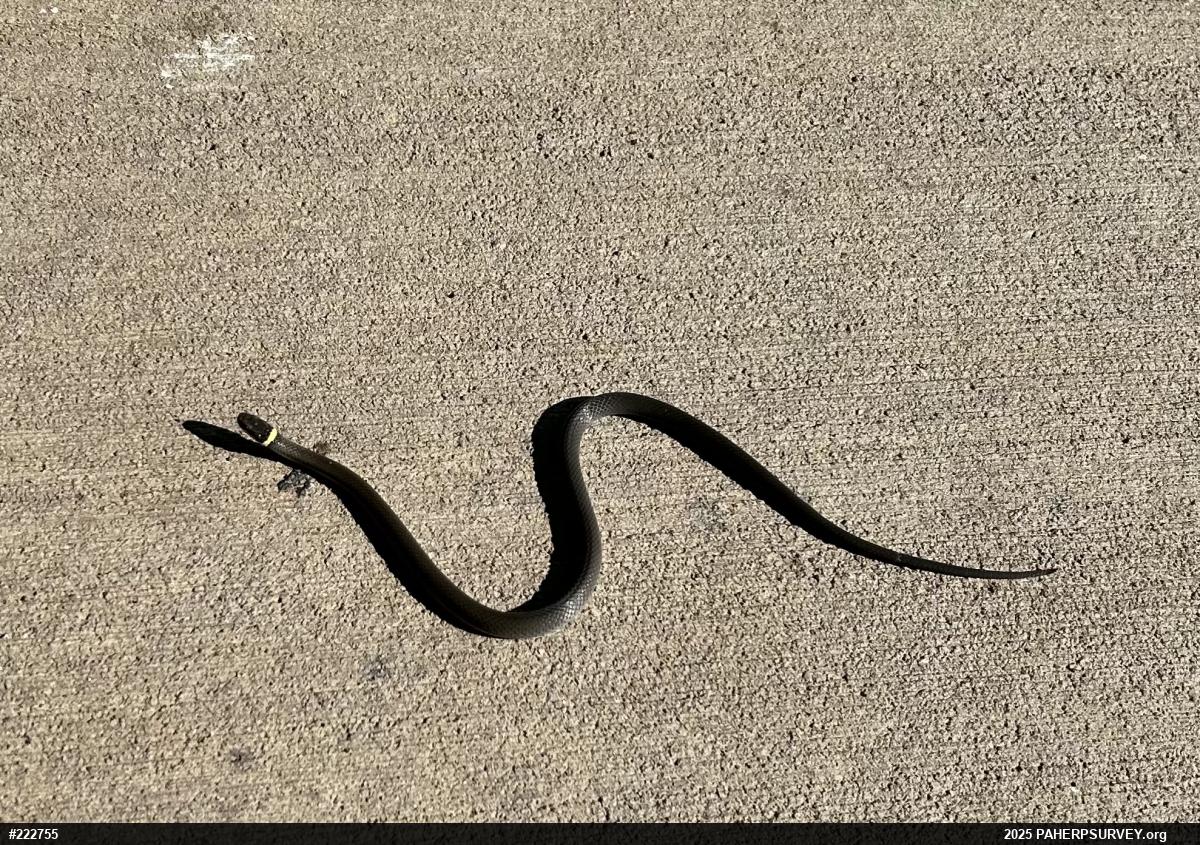 Northern Ring-necked Snake