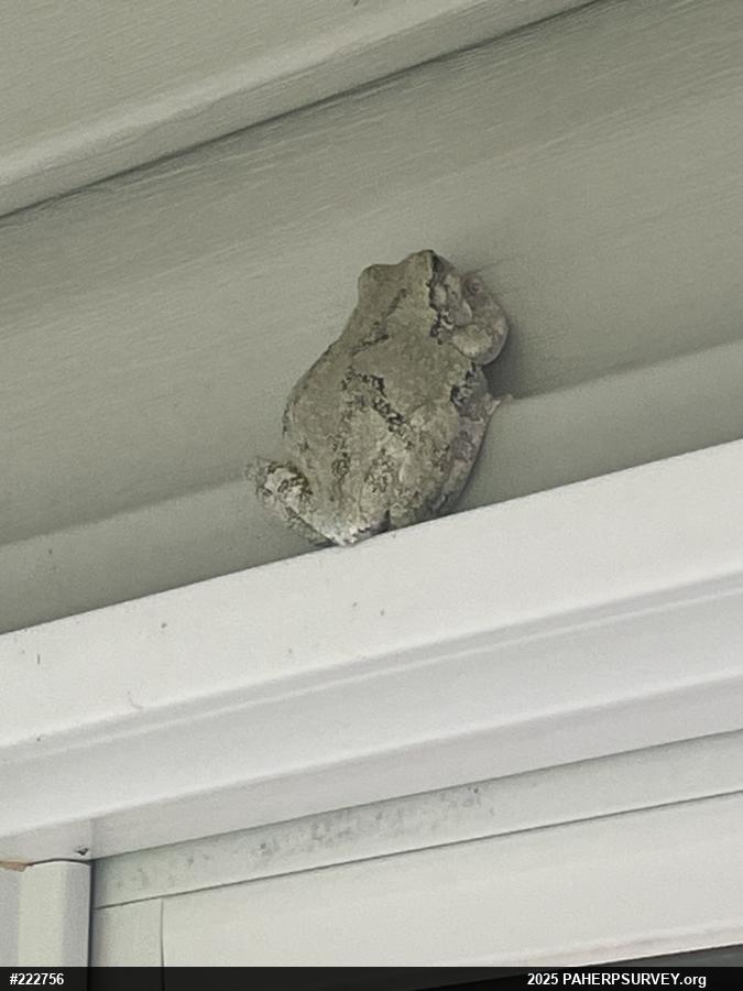 Unknown Gray Treefrog