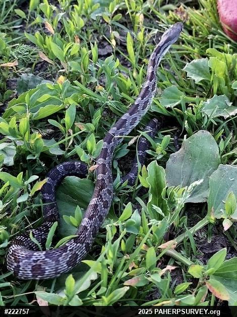 Eastern Ratsnake