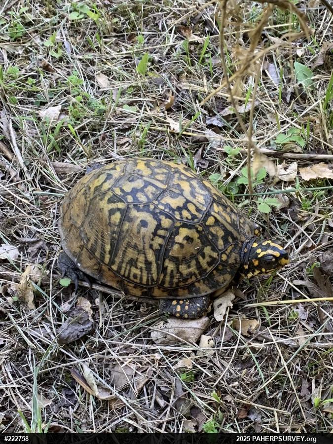 Eastern Box Turtle