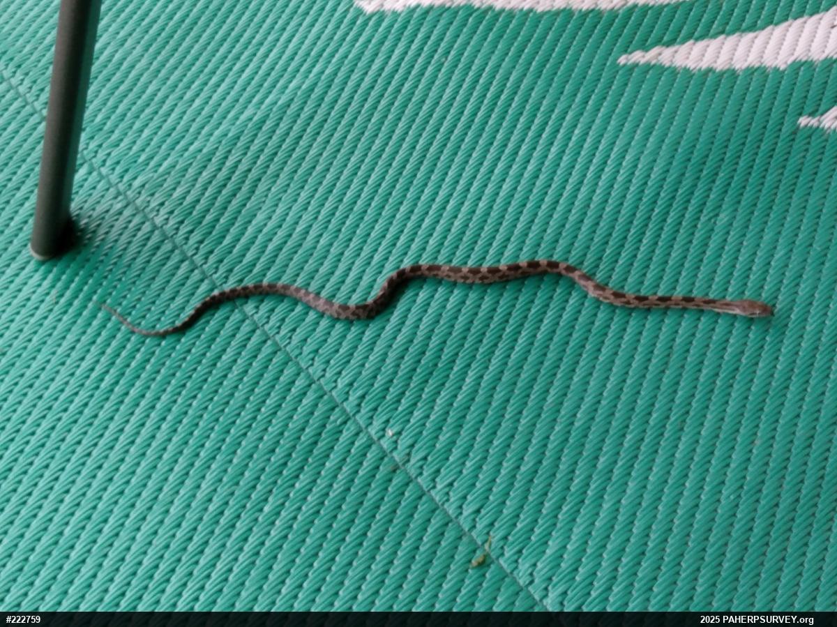 Eastern Ratsnake