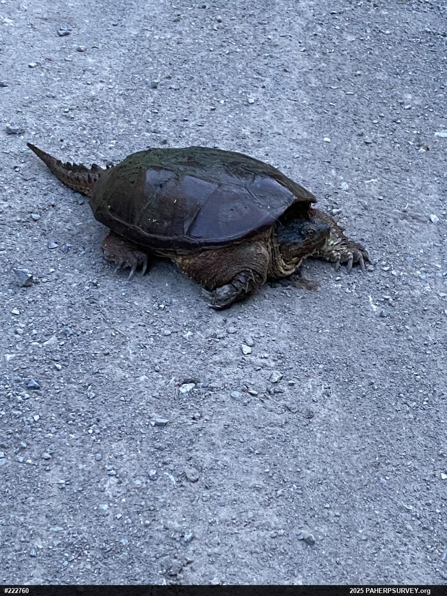 Snapping Turtle