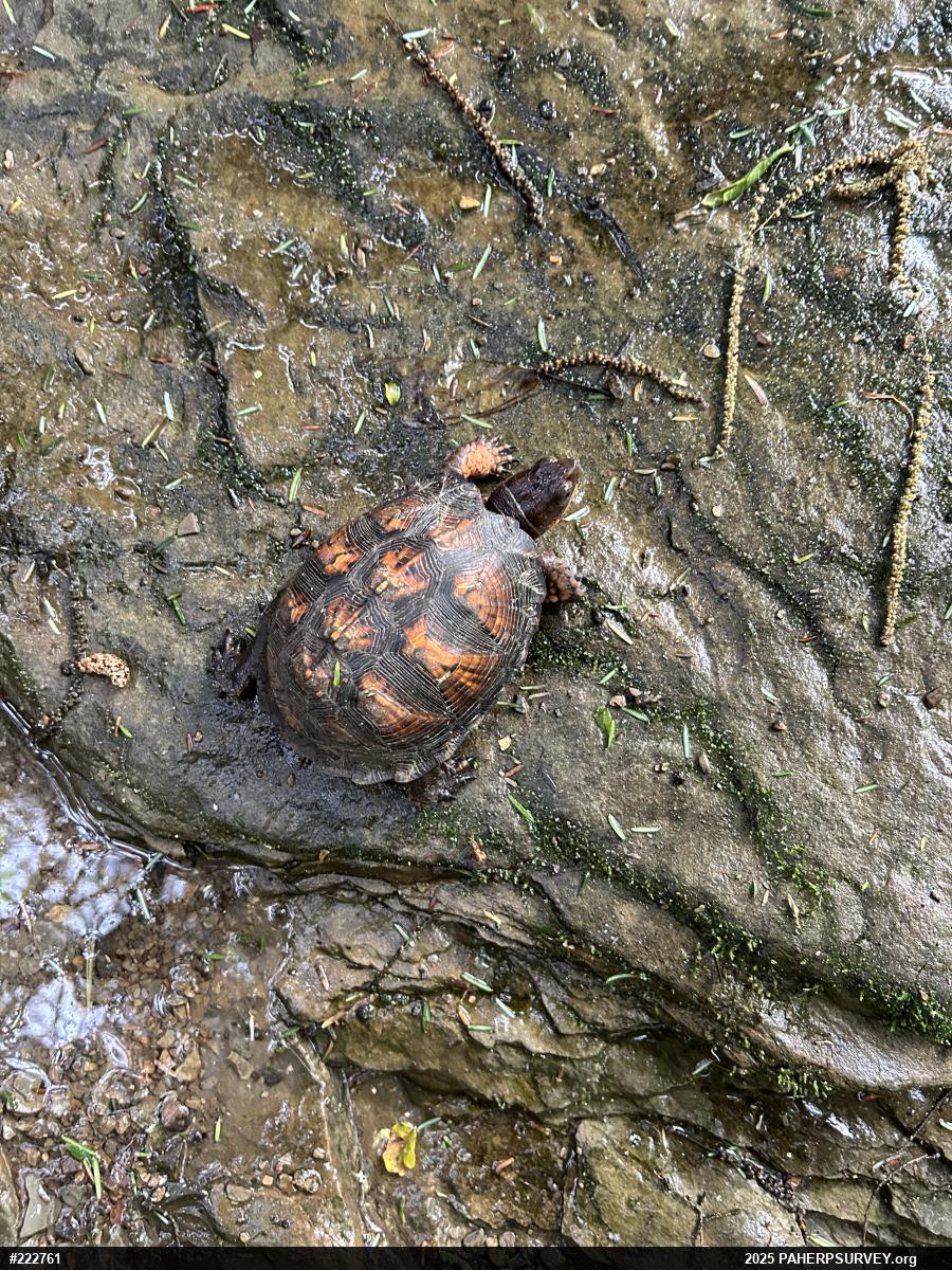 Eastern Box Turtle
