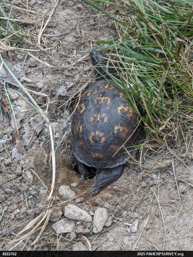 Eastern Box Turtle