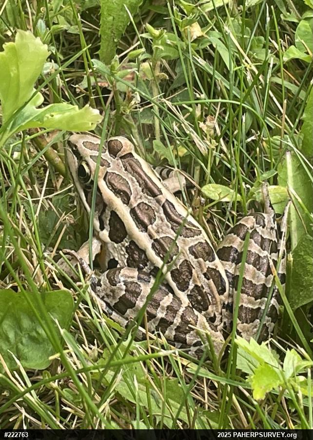 Pickerel Frog