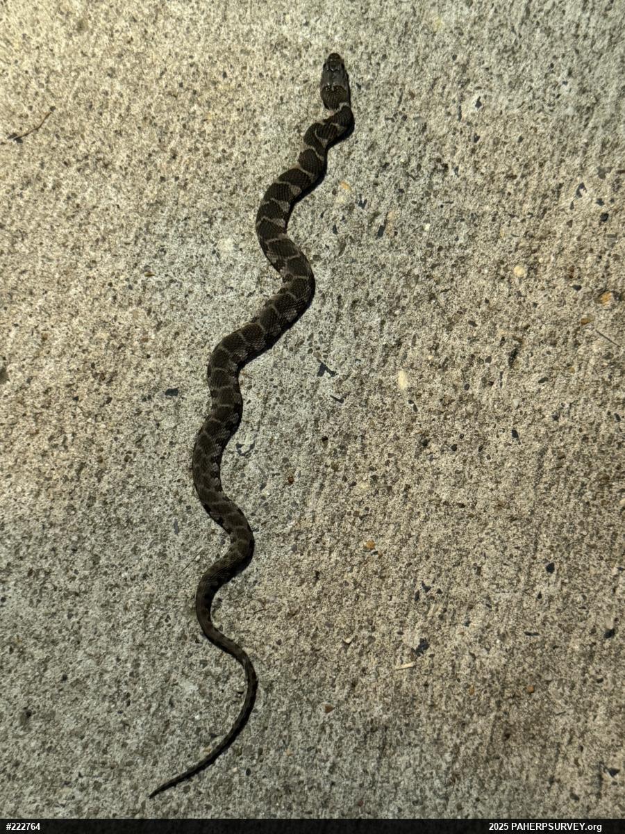 Northern Watersnake