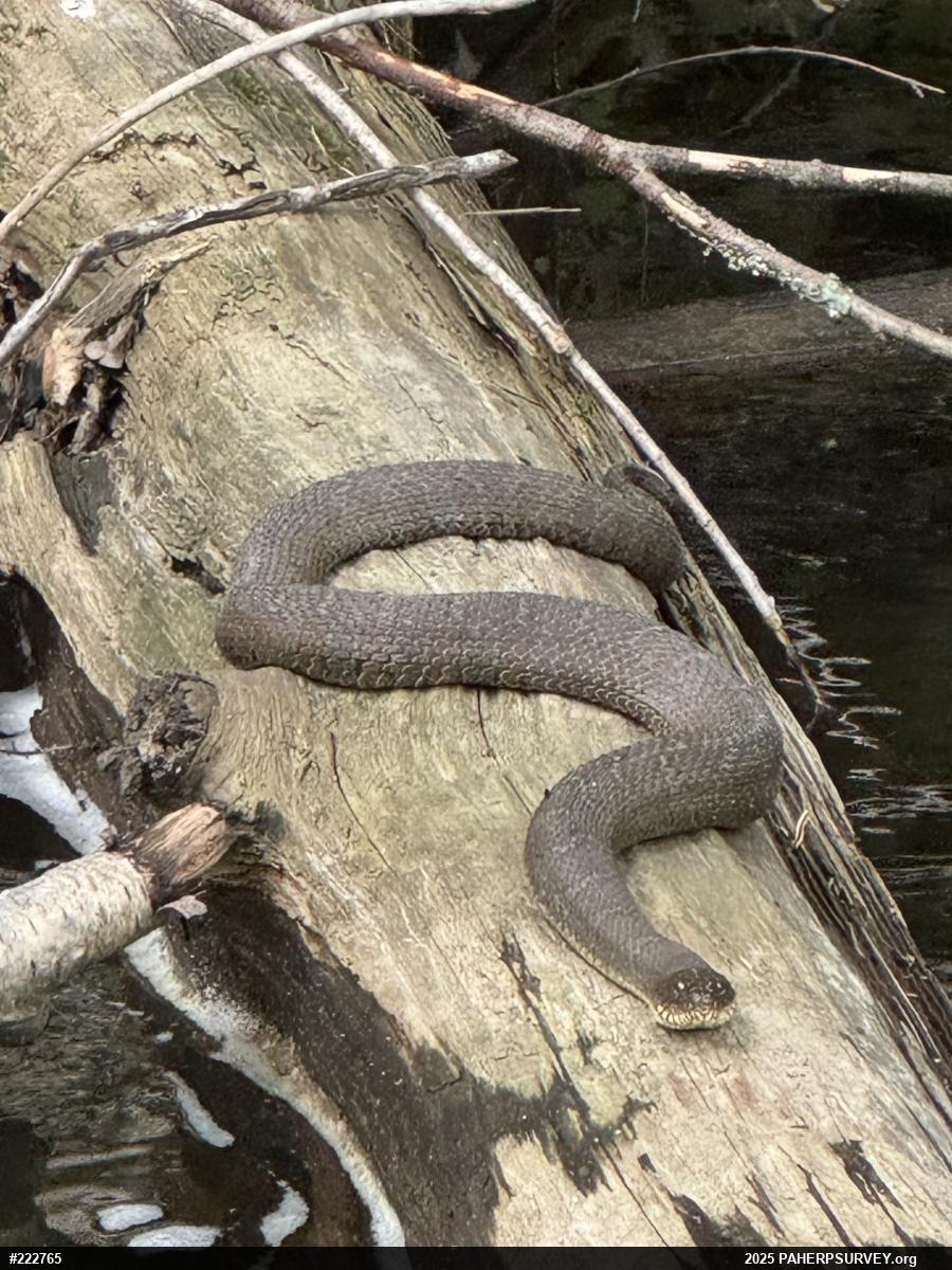 Northern Watersnake