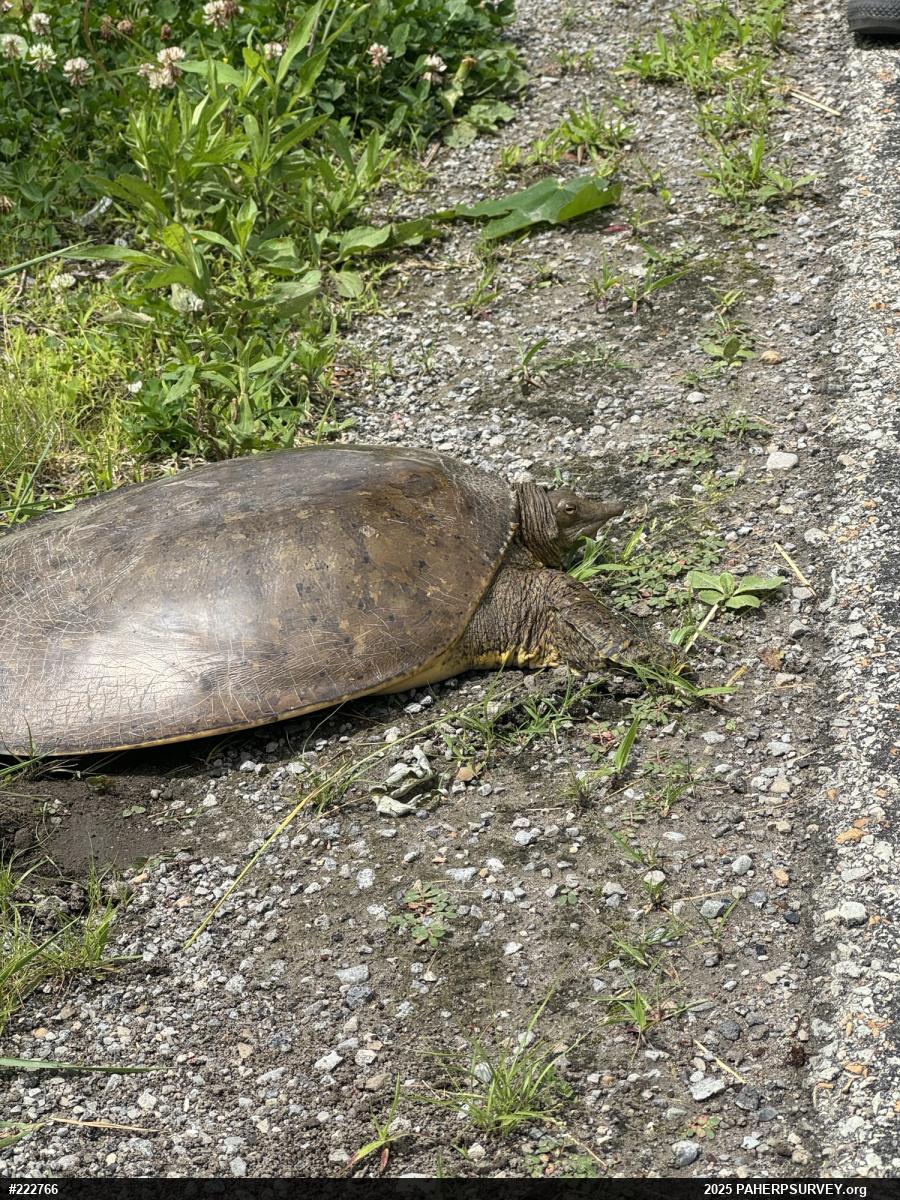 Eastern Spiny Softshell