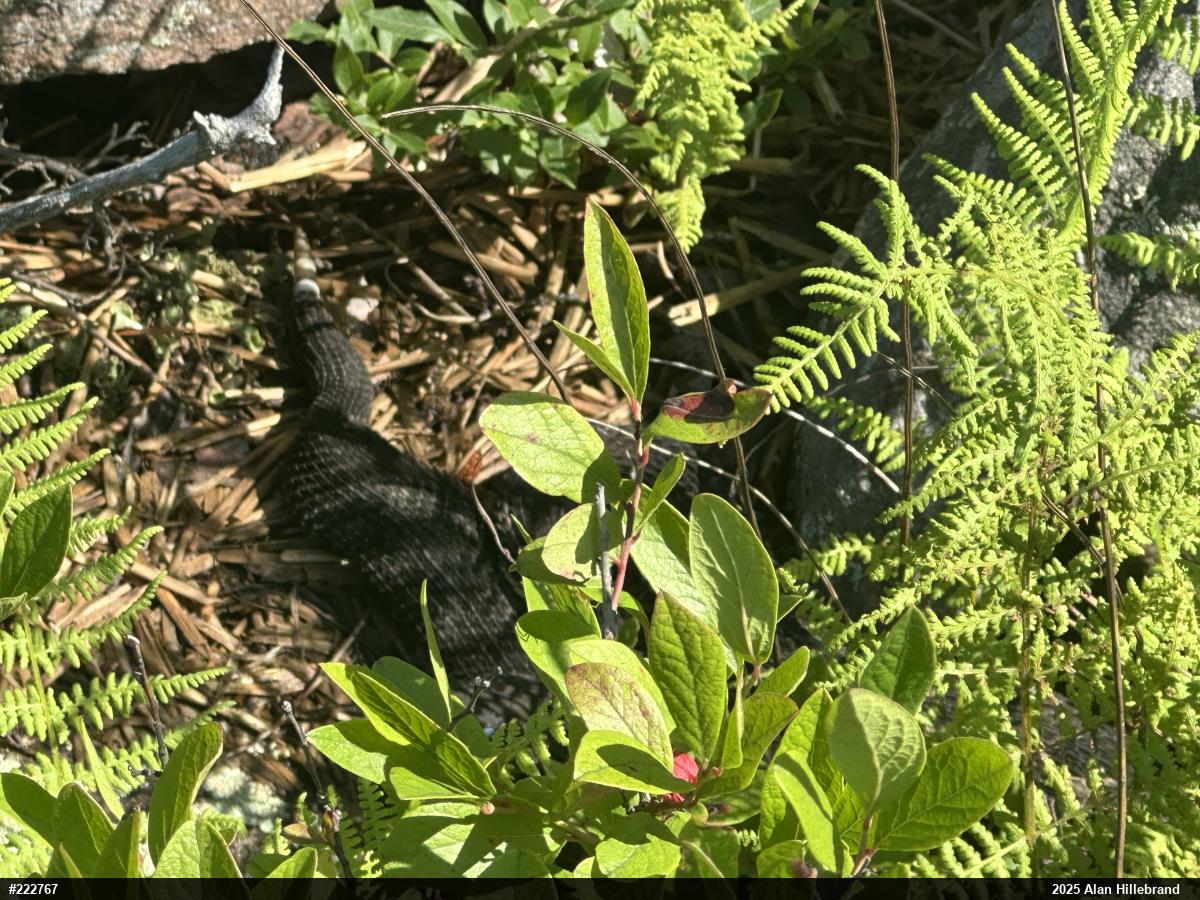 Timber Rattlesnake