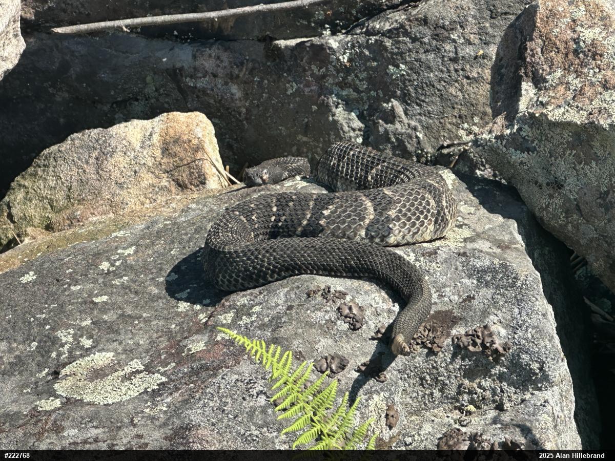 Timber Rattlesnake