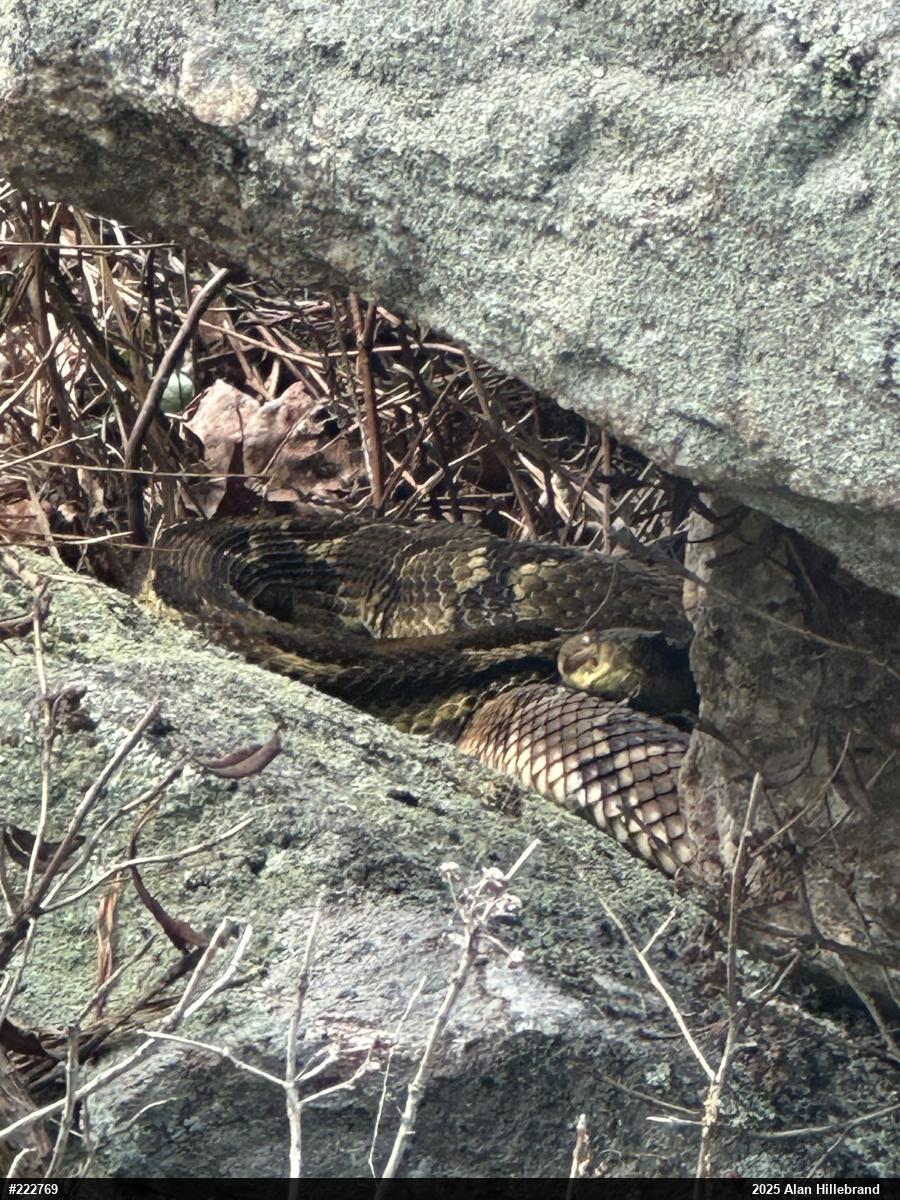 Timber Rattlesnake