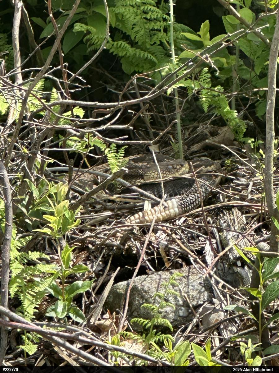 Timber Rattlesnake