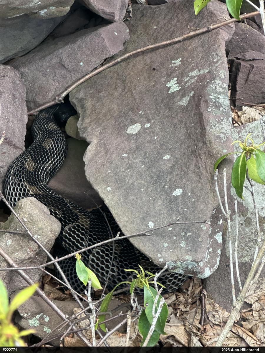 Timber Rattlesnake
