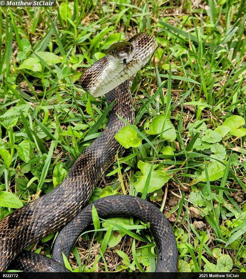 Eastern Ratsnake