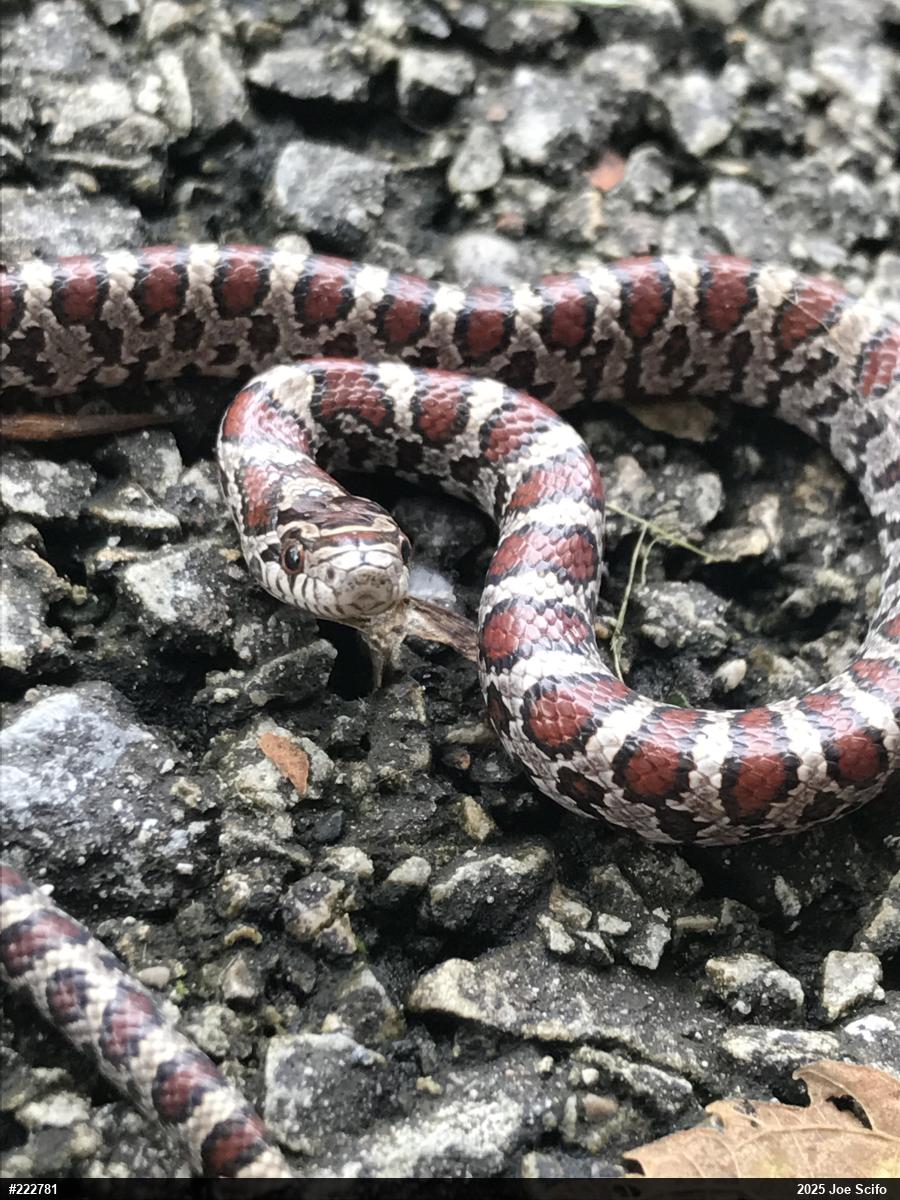 Eastern Milksnake