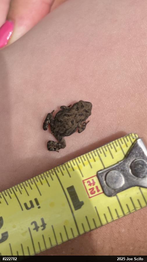 Eastern American Toad