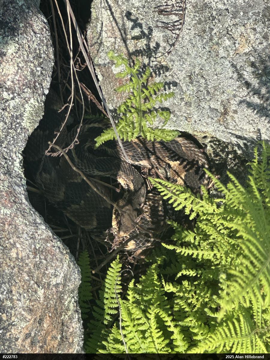 Timber Rattlesnake