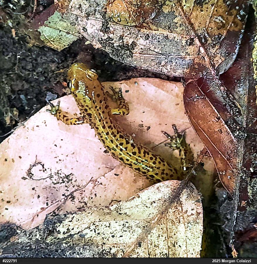 Eastern Long-tailed Salamander