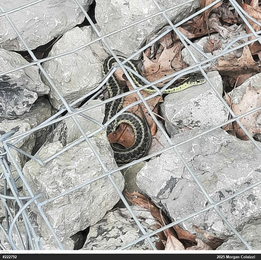 Eastern Gartersnake