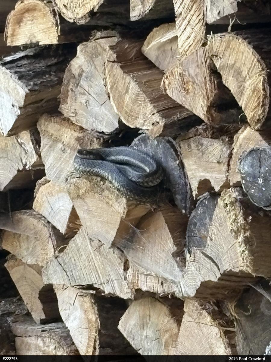 Eastern Gartersnake