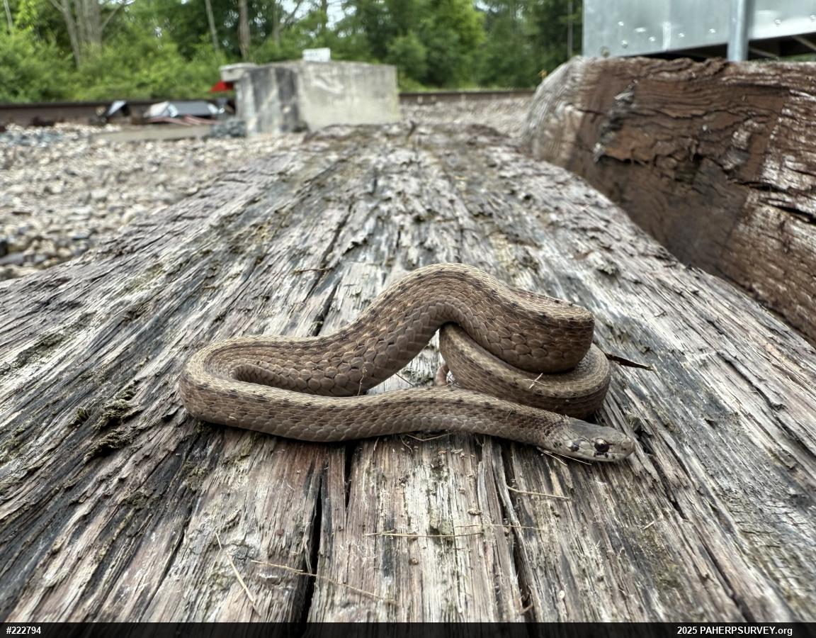 Dekay's Brownsnake