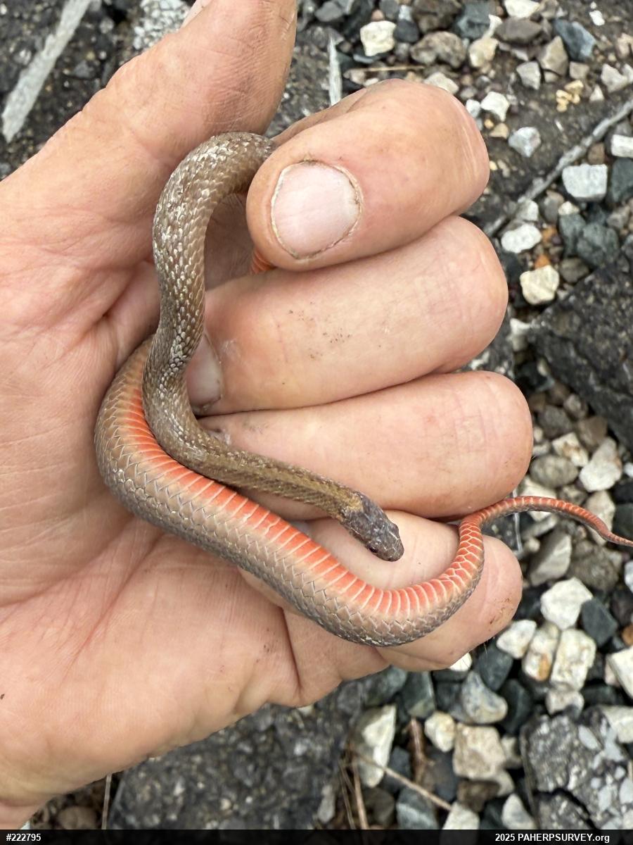 Red-bellied Snake