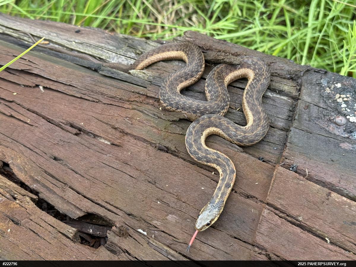 Eastern Gartersnake